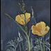 Two Poppies